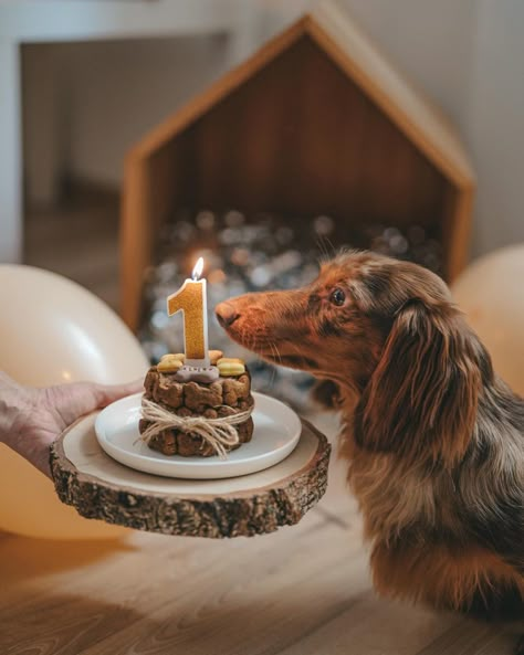 Dog cake Doggie Birthday Cake for Dogs Dog B Day Ideas, Small Dog Birthday Cake, Dogs Birthday Photoshoot Ideas, Dog Bday Photoshoot, Dog 1st Birthday Photoshoot, Pet Birthday Photoshoot, 1 Year Dog Birthday, Dog Photoshoot Birthday, Dogs 1st Birthday Ideas