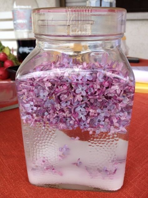 lilac infused vodka - Bing Images no recipe but it can't be any different than infusing and thing with vodka, right? Lilac Infused Vodka, Infused Alcohol, Cocktails Vodka, Summer Beverages, Edible Flowers Recipes, Homemade Alcohol, Homemade Liquor, Liquor Recipes, Foraging Recipes