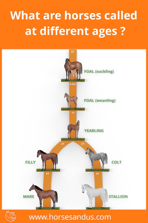 Horse Size Chart, Types Of Horses Breeds, Horse Names List, Horse Age, Horse Farm Ideas, Different Horse Breeds, Diy Horse Barn, Horseback Riding Tips, Horse Breeding