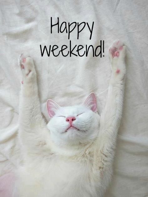 Happy Weekend Quotes, Nosara, Minako Aino, White Cats, Cat Sleeping, Cute Kittens, Happy Weekend, Beautiful Cats, 귀여운 동물