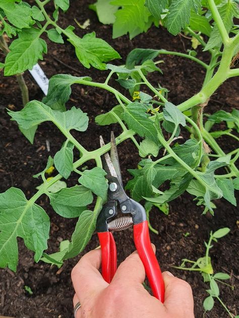 Chopping a leaf in half Prune Tomato Plants, Garden Scapes, Garden Prep, Pruning Tomato Plants, Growing Tomato, Tomato Pruning, Tomato Harvest, Bursitis Hip, Growing Tomato Plants