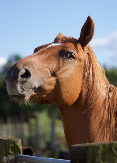 Horse Face Reference, Horse Head Reference, Horse Head Photography, Horse Reference Photos, Horse Head Drawing, Horse Reference, Horse Anatomy, Big Horses, Funny Horses