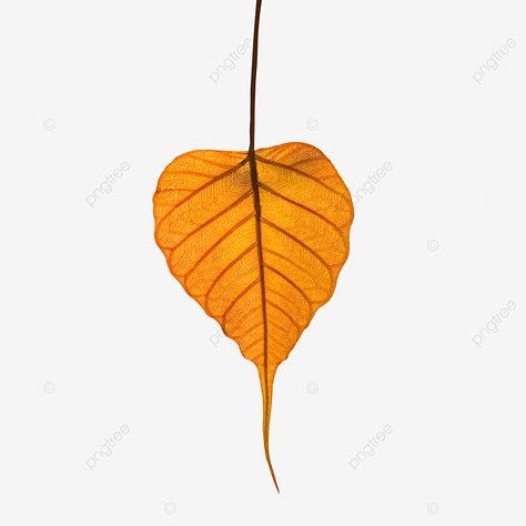 Leaf Graphic Design, Banyan Leaf, Leaf Png, Leaf Graphic, Framed Leaves, Leaves Png, Leaf Clipart, Tree Clipart, Leaf Border