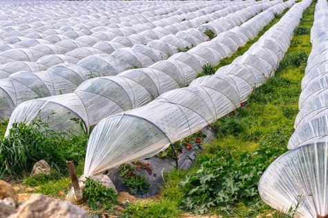 Cold Frame Diy, Summer Insects, Row Covers, Survival Gardening, Mother Earth News, Mini Greenhouse, Garden Equipment, Cold Frame, Market Analysis