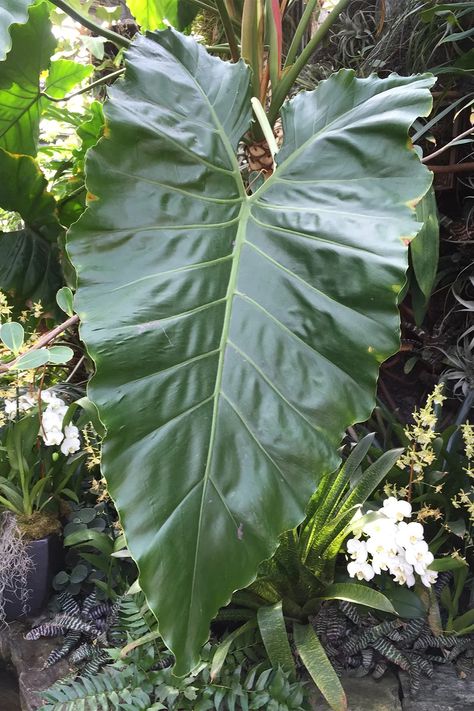 How to create a tropical garden | Better Homes and Gardens Garden Australia, Tropical Garden Plants, Plane Trip, Clumping Bamboo, Tropical Retreat, Gazebo Roof, Zebra Plant, Australian Garden, Big Leaves