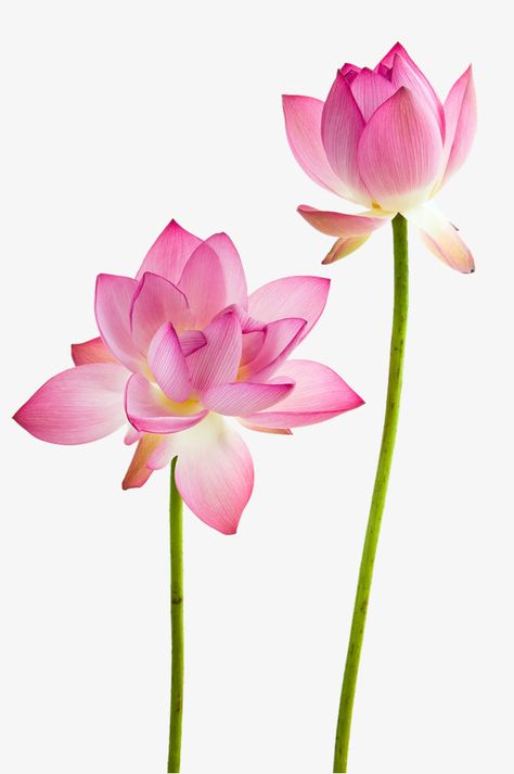 Lotus Flower Drawing, Lotus Flower Wallpaper, Lotus Flower Painting, Tattoo Lotus, Flower Png Images, White Lotus Flower, Lotus Flower Art, Lotus Ring, Pink Water