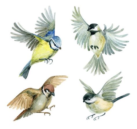 Flying Bird Watercolor Paintings, Bird Painting Flying, Birds Flying Painting, Birds Flying Illustration, Flying Birds Painting, Flying Bird Illustration, Chickadee Illustration, Flying Bird Art, Birds Sparrow