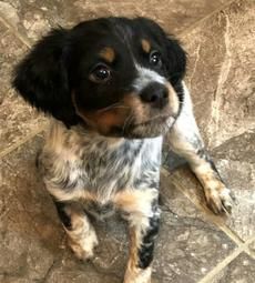 Texas Star Kennels - Brittany Spaniel Puppy, Brittany Puppy. French Brittany Spaniel, French Brittany Puppy, French Brittany Spaniel Puppy, Brittany Spaniel Puppy, Brittany Puppy, French Brittany Spaniel, Brittany Spaniel Puppies, American Brittany, Brittany Puppies, Service Dogs Breeds