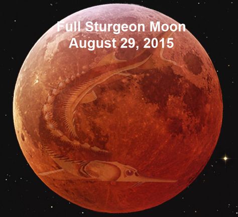 Full Moon August 29, 2015  Please click on the picture to learn more about this Sturgeon Full Moon August Full Moon, Corn Moon, Full Moon Phases, Sturgeon Moon, Moon Color, Moon In Aquarius, Water Tribe, Shoot The Moon, Moon Rise