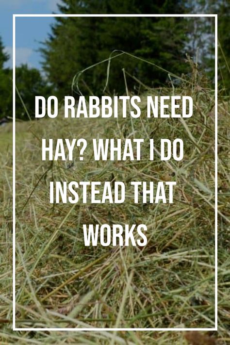 Wild Rabbit Shelter, What To Feed Rabbits, Keeping Rabbits, Rabbit Shed, Growing Wheat Grass, Show Rabbits, How To Make Metal, Rabbit Stuff, Outdoor Rabbit Hutch