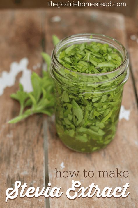 How to Make Stevia Extract | The Prairie Homestead Stevia Plant Uses, Stevia Leaf Recipes, Growing Stevia, Diy Extracts, Stevia Recipes, Magia Das Ervas, Stevia Plant, Scary Stuff, Liquid Stevia