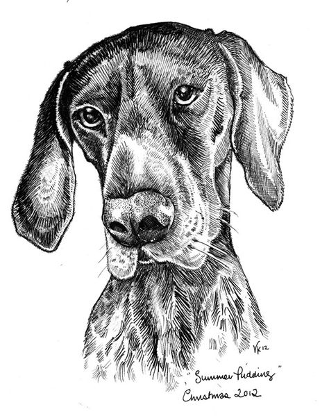 Dog Drawing Tutorial, German Pointer, Summer Pudding, Dog Illustrations, Technical Pen, Dog Pen, Pen Illustration, Dog Sketch, Disney Art Drawings