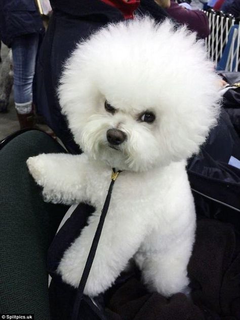 Fluffy but feisty: This little pooch didn't look too impressed after a trip to the grooming salon Bichon Dog, Angry Animals, Bichon Frise Puppy, Angry Dog, Bichon Frise Dogs, Pretty Dogs, 웃긴 사진, Puppies Funny, Humor Memes