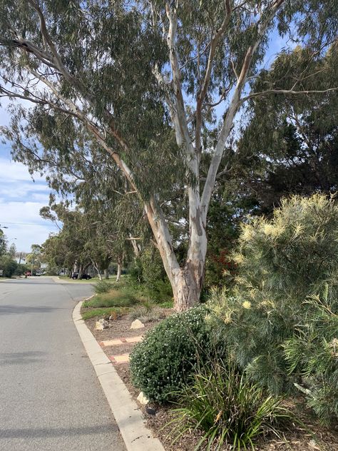 Native Verge Garden Australia, Verge Garden, Plants That Like Shade, Land Scaping, Native Gardens, Waterwise Garden, Native Plant Gardening, Street Trees, Gardening Trends