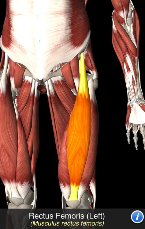 Musculus Rectus Femoris Semitendinosus Muscle, Lower Back Anatomy, Human Muscles, Inside Human Body, Human Anatomy Model, Full Body Massage Techniques, Human Muscle Anatomy, Neck Muscles, Body Massage Techniques