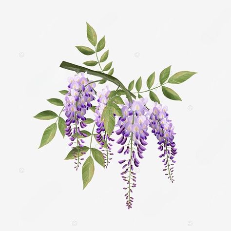 Wisteria Hummingbird Tattoo, Wisteria Drawing, Bridgerton Flowers, Wisteria Tattoo, Lilac Tattoo, Peacock Wedding Invitations, Wisteria Lane, Wisteria Tree, Mens Shoulder Tattoo