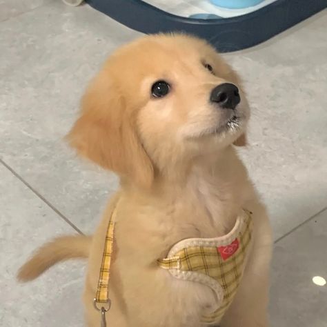 cute puppy Golden retriever dog aesthetic icon pai Dog Icon Golden Retriever, Golden Retriever Pink Aesthetic, Cute Golden Retriever Aesthetic, Golden Dog Aesthetic, Dog Aesthetic Icon, Golden Retriever Puppy Aesthetic, Cute Dog Icon, Kawaii Golden Retriever, Golden Retriever Personality