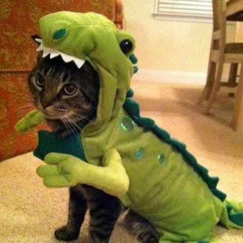 Costumes For Cats Diy, Cat Costumes Halloween, Cats In Halloween Costumes, Diy Halloween Cat, Halloween Costumes For Cats, Costumes For Cats, Cat Halloween Costumes, Dog Costume Ideas, Different Cats