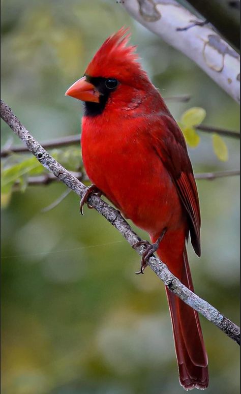 Cardinal Birds Art, Wild Birds Photography, Backyard Birds Sanctuary, Most Beautiful Birds, Cardinal Birds, Red Bird, Backyard Birds, Bird Pictures, Exotic Birds