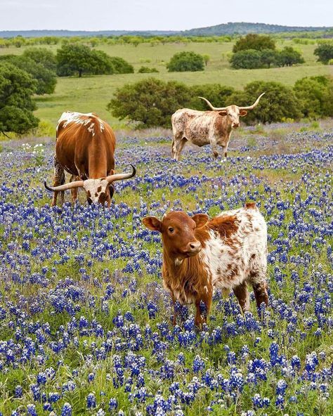 Country Living on Instagram: “No bull—we love bluebonnets! 🐮 (📷: Gary Regner)” Two Cows, Longhorn Cattle, Texas Forever, Texas Bluebonnets, Texas Hills, Loving Texas, Texas Girl, Image Nature, Down On The Farm