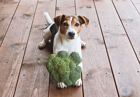 Broccoli is packed with vitamins and minerals--and most dogs love its irresistible crunch--but too much of the cruciferous veggie can be toxic. Dog Food Diy, Bladder Stones, Vegan Dog Food, Low Oxalate Diet, Oxalate Diet, Low Oxalate, Vegan Dog, Newfoundland Dogs, Russel Terrier