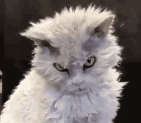 Cat Angry Mad GIF - Cat Angry Angry Mad - Discover & Share GIFs Angry Cat Gif, Cat And Bunny, Cat Animated, Mad Cat, Angry Cat, Funny Doodles, The Pit, Cat Gif, Cat Memes