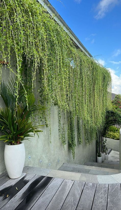 Bali Plants, Lock Screen Aesthetic, Creepers Plants, Patio Lanterns, Screen Aesthetic, Tropical Garden Design, Vertical Garden Wall, Balcony Plants, Wall Exterior