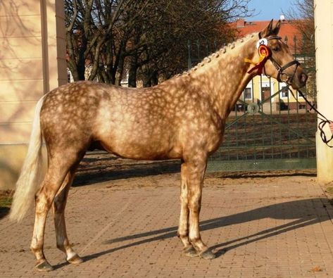 Quasi Gold- outstanding dark Palomino Stallion -dressage, hunter, eventer champion. #PalominoHorses Sooty Palomino, Akhal-teke, Unusual Horse, Horse Markings, Palomino Horse, Quarter Horses, Most Beautiful Horses, Horse Crazy, Sport Horse