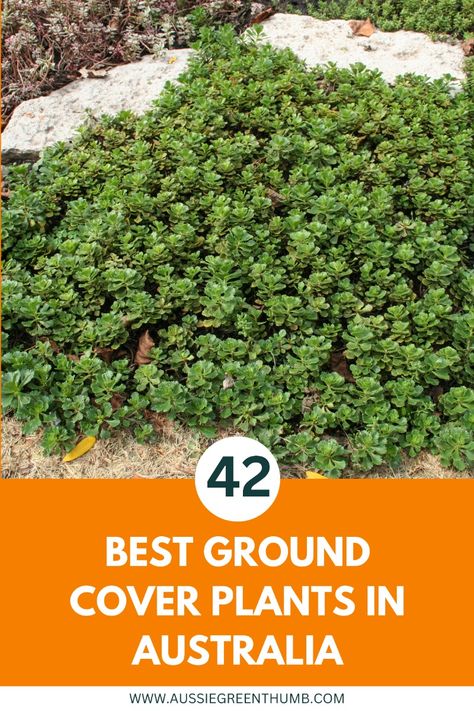 Busy gardeners, rejoice! Transform your outdoor space with these low-maintenance ground cover plants. Say goodbye to endless weeding and hello to effortless beauty. Explore 42 hassle-free options that thrive with minimal care, giving you more time to simply enjoy your garden retreat. #NativePlants #AustralianFlora #NaturalBeauty Australian Native Ground Cover, Ground Cover Plants Australia, Low Maintenance Garden Australian, Ground Cover Garden, Full Sun Ground Cover, Best Ground Cover Plants, Garden Retreat, Australian Flora, Sun Plants