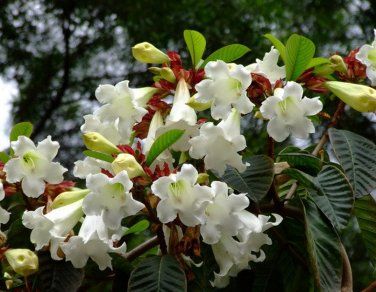 White Easter Lily Vine Beaumontia grandiflora - 12 Seeds Small Tropical Gardens, Trumpet Flower, Evergreen Vines, Garden Vines, Easter Lily, Tropical Gardens, Plant Seeds, Climbing Vines, Easter Holiday