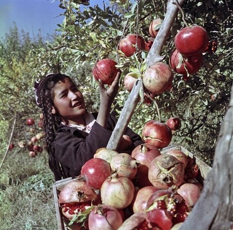 Cultural Celebration, Oui Oui, Jolie Photo, Central Asia, Pics Art, Ayurveda, Cinematography, Pomegranate, A Girl