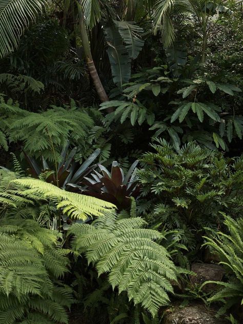 Plant colours, leaf shape and texture provide the backdrop for this sub tropical oasis Rock Cliff, Cliff Face, Gable House, Rock Walls, Cape House, Tropical Oasis, Tropical Rainforest, Tropical Houses, Tropical Landscaping