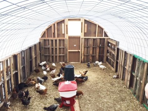 Simple Chicken Coop, Chicken Run Plans, Farming Tips, Urban Chicken, Cheap Chicken Coops, Urban Chicken Farming, Easy Chicken Coop, Backyard Renovation, Portable Chicken Coop