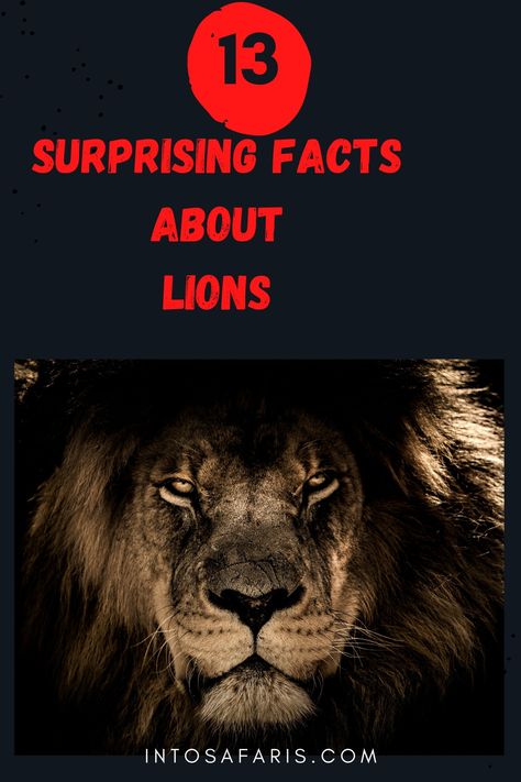 These 13 engrossing and surprising Lion Facts will leave you Awestruck. Lion Facts| Interesting facts about lions. #Lionfacts #Interestingfactsaboutlion Facts About Lions, Fun Facts About Lions, Lion Facts, Maasai People, Female Lion, Wild Lion, Lion Paw, Male Lion, Give Directions