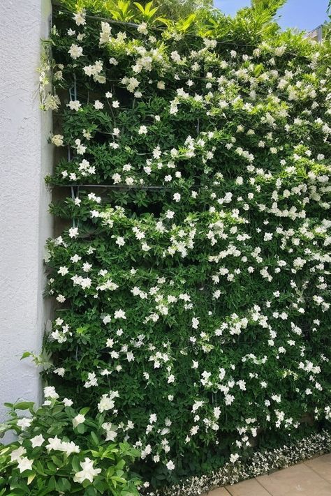 10 Best Evergreen Vines For Trellis Lattice With Greenery, Trellis Vines Wall, Evergreen Climbers Uk, Trellis On Brick Wall, Vine Wall Outdoor, Vines For Trellis, Wall Trellis Ideas, Evergreen Clematis, Clematis Armandii