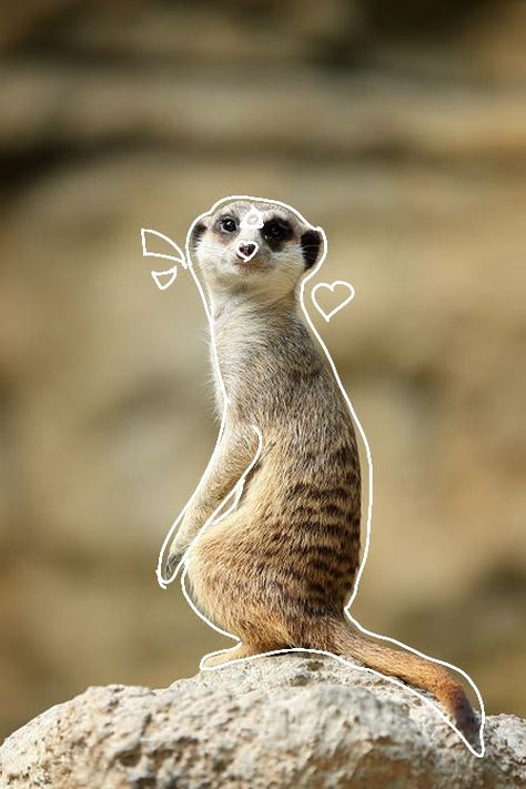 Meerkat Cute, Therian Pfp, Collage, Drawings, Animals, Pins, Quick Saves