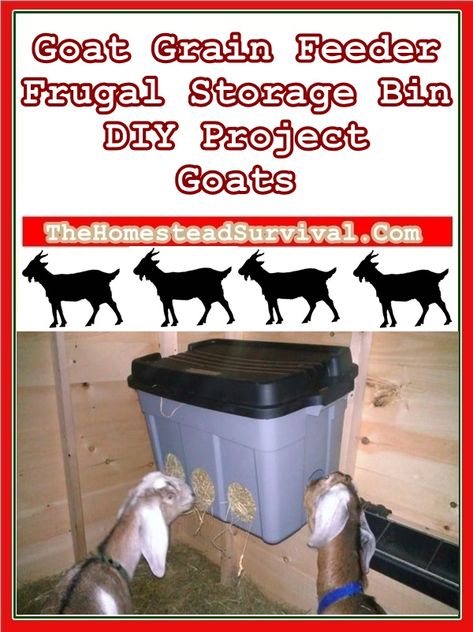 Goat Grain Feeder Frugal Storage Bin DIY Project - Goats | The Homestead Survival Goat Feeder Ideas For Grain, Easy Diy Goat Hay Feeder, Goat Feeders Grain, Diy Pallet Goat Hay Feeder, No Waste Hay Feeder Goats, Goat Hay Feeder, Goat Fence, Goat Feeder, Totes Ma Goats