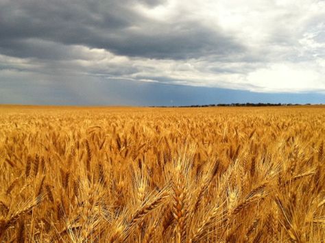 Wheat was first grown in Sydney by a convict . And the ancient grain of Mesopotamia was soon grown on vast tracts of land in all colonies , abc.net.au African Empires, Australian Aboriginals, Ancient Grains, Great House, Country Living, Wheat, Egypt, Grain, Australia