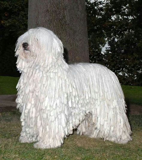 Komondor - Although the Komondor may look like a large dust mop on legs, this is a big, muscular dog with a commanding, dignified attitude. A native of Hungary, the breed's standout feature is its long white corded coat, which protects the dog against the elements and from injury by predators. Komondor Dog, Mop Dog, Puli Dog, Hungarian Dog, Best Guard Dogs, Livestock Guardian Dog, Guard Dogs, High Quality Wallpapers, Dog Show