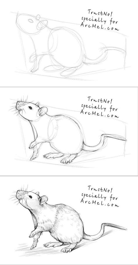 How To Draw A Rat, How To Draw A Mouse, Maus Illustration, Mouse Drawing, Pet Mice, A Rat, Cute Rats, Woodpeckers, Pencil Art Drawings