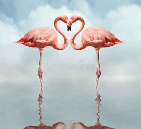 Love Birds royalty free stock photo Finding Each Other Again, Flamingo Heart, Pandora Summer, Wallpaper Backgrounds Pc, Desktop Wallpaper 1920x1080, Best Romantic Getaways, Flamingo Photo, Stone Artwork, Heart Artwork