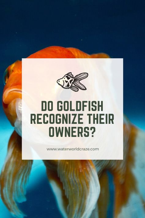 Goldfish Breeding, Goldfish Care, Oranda Goldfish, Goldfish Aquarium, Fancy Goldfish, Image Of Fish, Goldfish Tank, Fish Keeping, Sensory Details