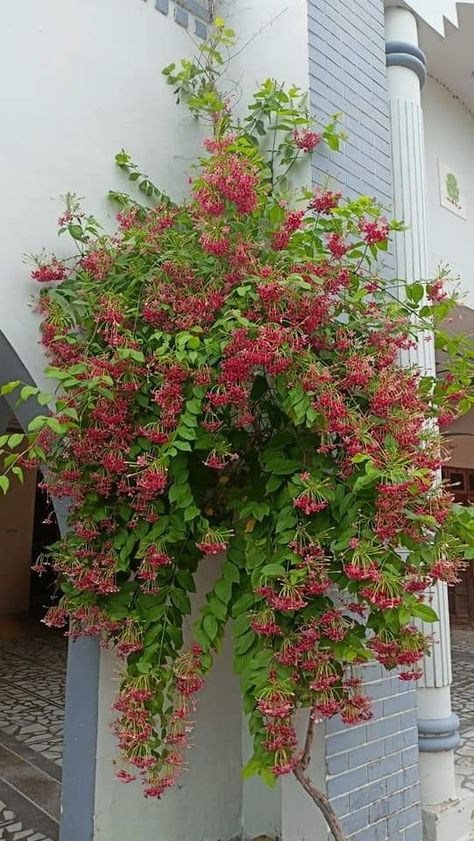 Rangoon creeper, Combretum indicum Creeper Plants, Rangoon Creeper, Creepers Plants, Creepers, Plants, Flowers, Quick Saves