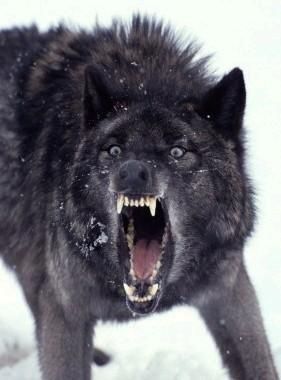 Scary Wolf | Scary Wolf | Flickr - Photo Sharing! Black Wolf, A Wolf, The Snow, A Black, Black And White, White, Black