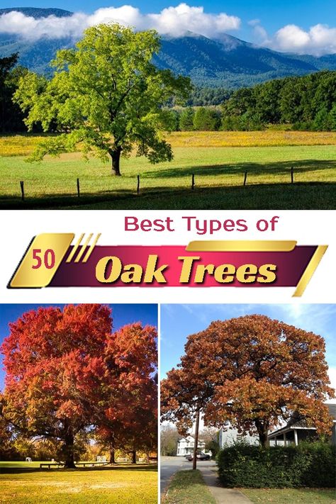 Are you searching for a perfect tree addition to your landscape? Have a look at the different Types of Oak Trees that you can grow with ease! Pin Oak Tree, Types Of Oak Trees, Oak Trees Landscaping, Willow Oak, Cherry Bark, Studio Shed, Oak Trees, Live Oak, Oak Leaves