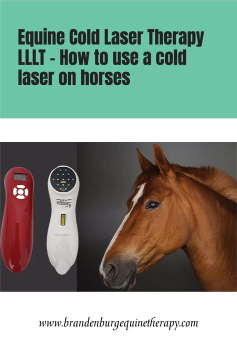 Cold Laser therapy for equines has the benefits of traditional pain relief methods but without many of the drawbacks associated with alternative forms of equine pain relief and wound care. Cold Laser Therapy For Dogs, Equine Massage Therapy Business, Equine Therapy Business, Acupressure Chart, Horse Wound Care, Cold Laser Therapy, Horse Healing, Equine Acupressure, Low Level Laser Therapy