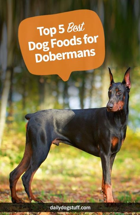 Doberman Breed, Doberman Training, Black Doberman, Doberman Pinscher Puppy, Doberman Dog, Doberman Pinscher Dog, Dog Foods, Doberman Puppy, Pet Ideas