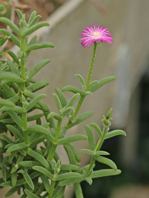 Delosperma cooperi - Hardy Ice Plant, Trailing Ice Plant, Purple Ice Plant → Plant characteristics and more photos at: http://www.worldofsucculents.com/?p=1447 Green Roof Planting, Roof Plants, Rainbow Succulent, Delosperma Cooperi, Arizona Garden, Cactus Gardens, Garden Florida, Echeveria Succulent, Arizona Gardening