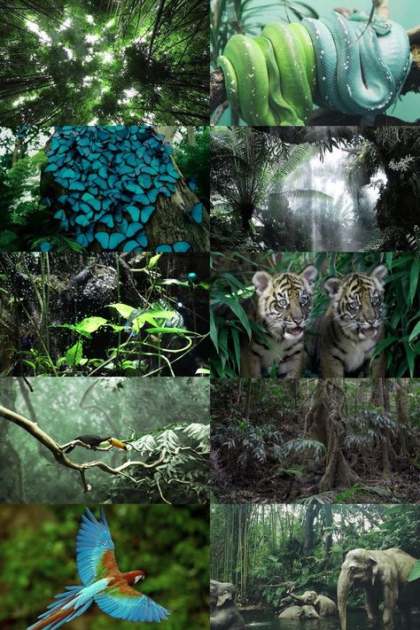 Nature Collage, Holiday Aesthetic, Witch Aesthetic, Tropical Forest, Tropical Rainforest, Aesthetic Collage, Color Inspiration, Color Me, Aesthetic Wallpapers