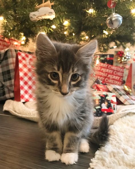 Christmas Kitten Kitten Present, Cat Safe Christmas Tree, Cat Christmas Pictures, Cats In Christmas Trees, Cats At Christmas, Cats In Snow, Kittens Christmas, Cute Christmas Cats, Images Of Cats